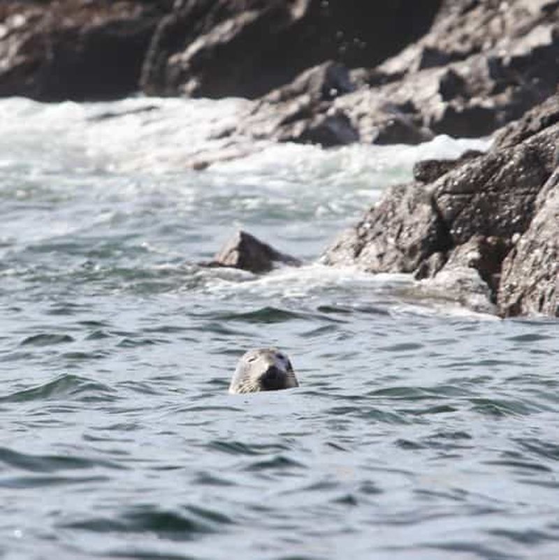 Billet Odyssée des lève-tôt : visite de l'archipel de Molène au lever du jour