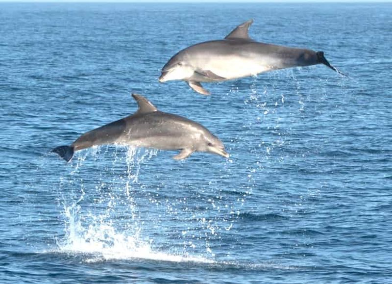 Billet Olbia : Tour en bateau pour l'observation des dauphins et la plongée en apnée près de Figarolo