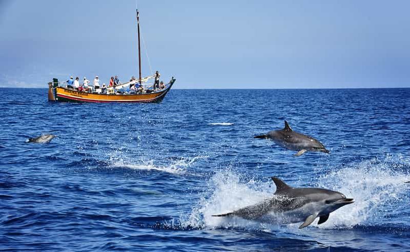 Billet Madère : Excursion d'observation des baleines dans un bateau traditionnel