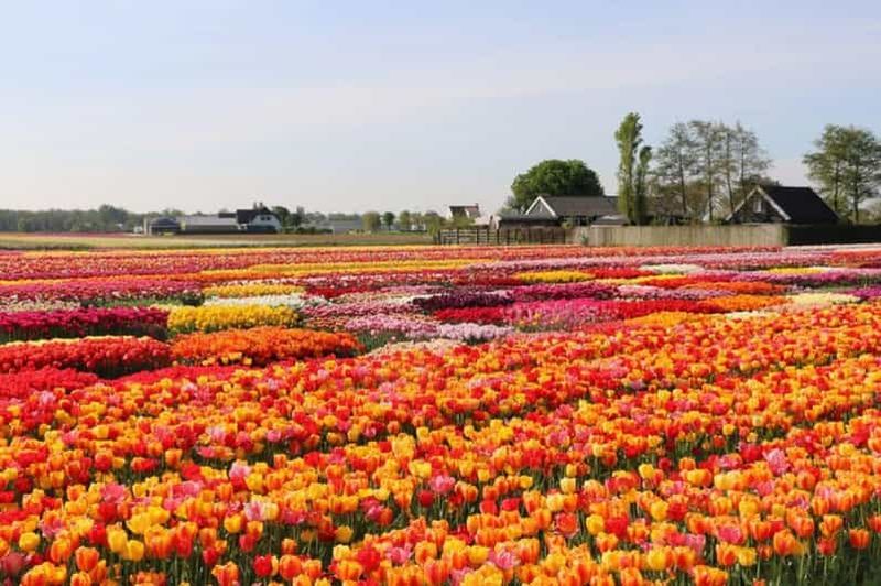 Billet Amsterdam : Visite privée Tulipes, Keukenhof, Moulin à vent et fromage