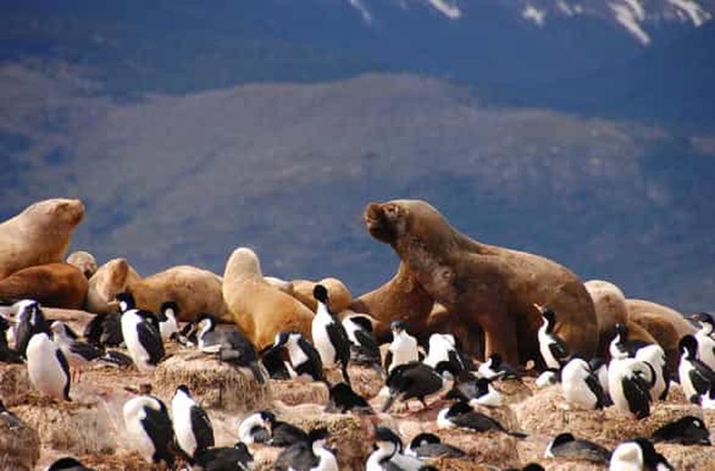 Billet Depuis Ushuaia : Observation des pingouins en catamaran