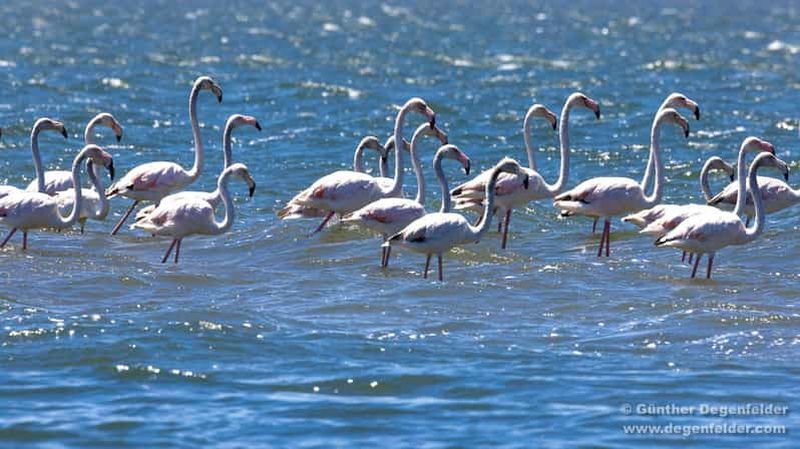 Billet Observation des oiseaux en bateau solaire dans la lagune d'Aveiro