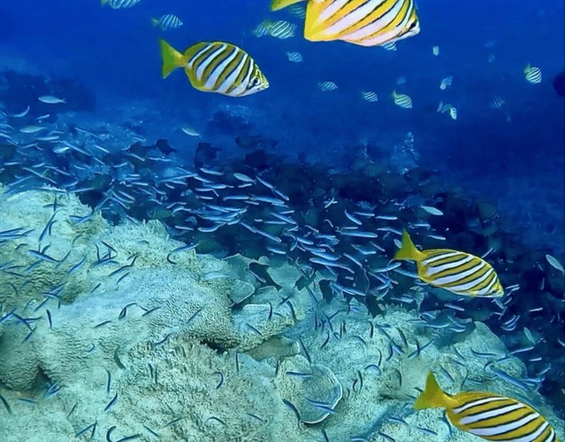 Billet Busselton : Excursion de plongée guidée sur le récif de 4 Mile
