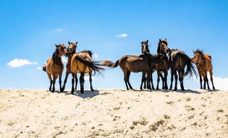Billet Tulcea : visite du delta du Danube, Mila 23, Letea et plage de Sulina