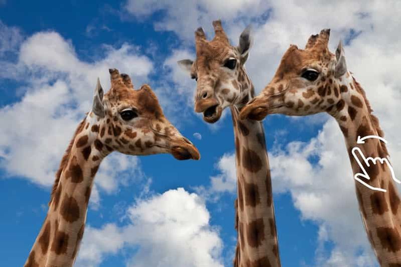 Billet Cracovie : visite du zoo avec prise en charge et retour à l'hôtel