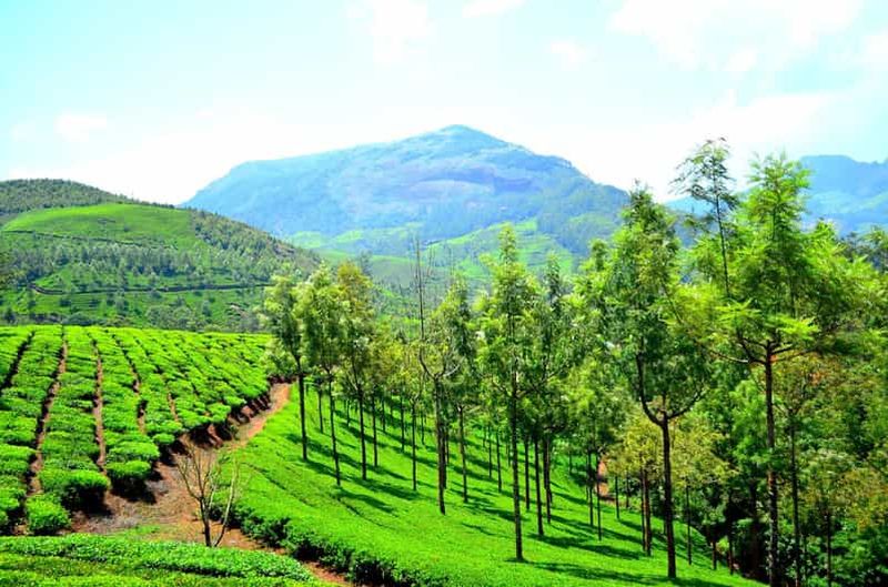 Billet Kochi : Trek dans la forêt de Munnar et vue sur le pic Anamudi - Circuit de 3 jours