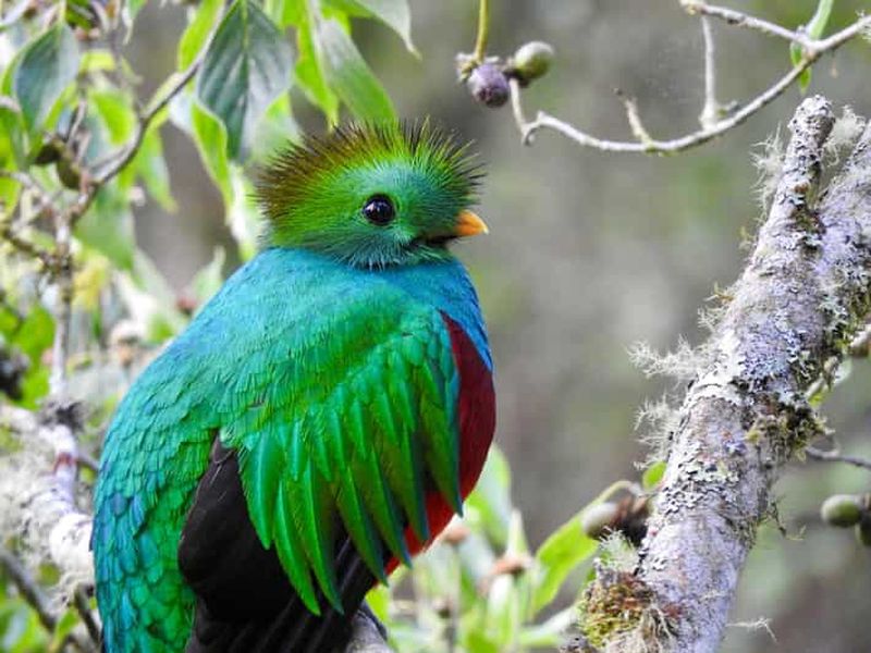 Billet Quetzal : Expérience d'observation des oiseaux au Costa Rica - Los Quetzales