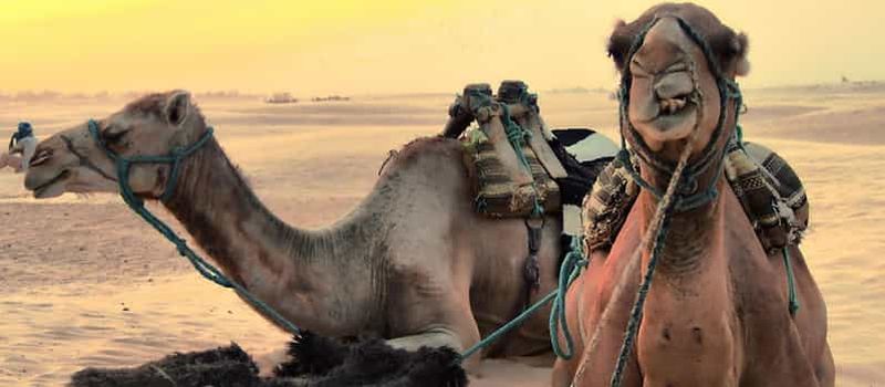 Billet Safari Jeep Star Wars d'une journée complète : Ksar Ghilane et Matmata