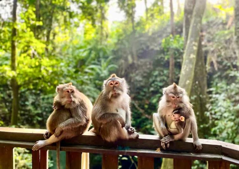 Billet Ubud : Sanctuaire de la forêt des singes et balançoire dans la jungle