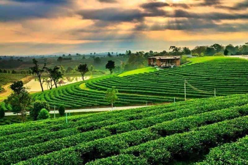 Billet Chiang Rai : 7 sites majeurs, le Triangle d'Or et les plantations de thé