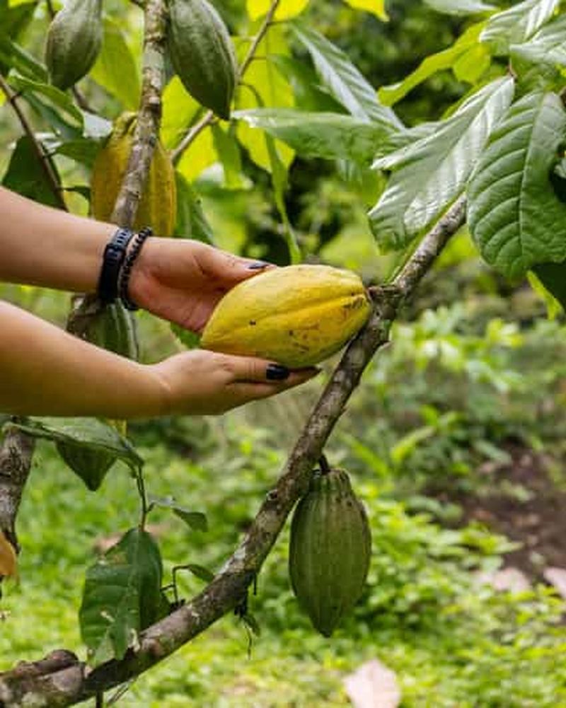Billet La Fortuna : visite sur le café, le miel et le chocolat