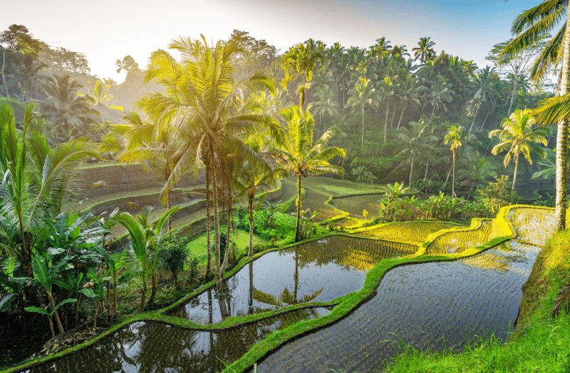 Billet Ubud : Forêt des singes, cascade et rizières