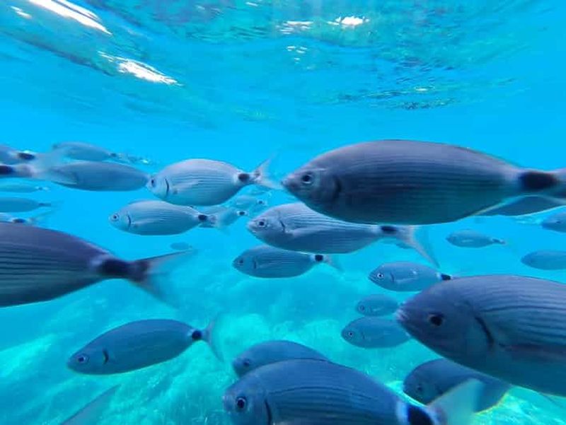 Billet Cap Norfeu : excursion en catamaran sur la Costa Brava avec vues sous-marines