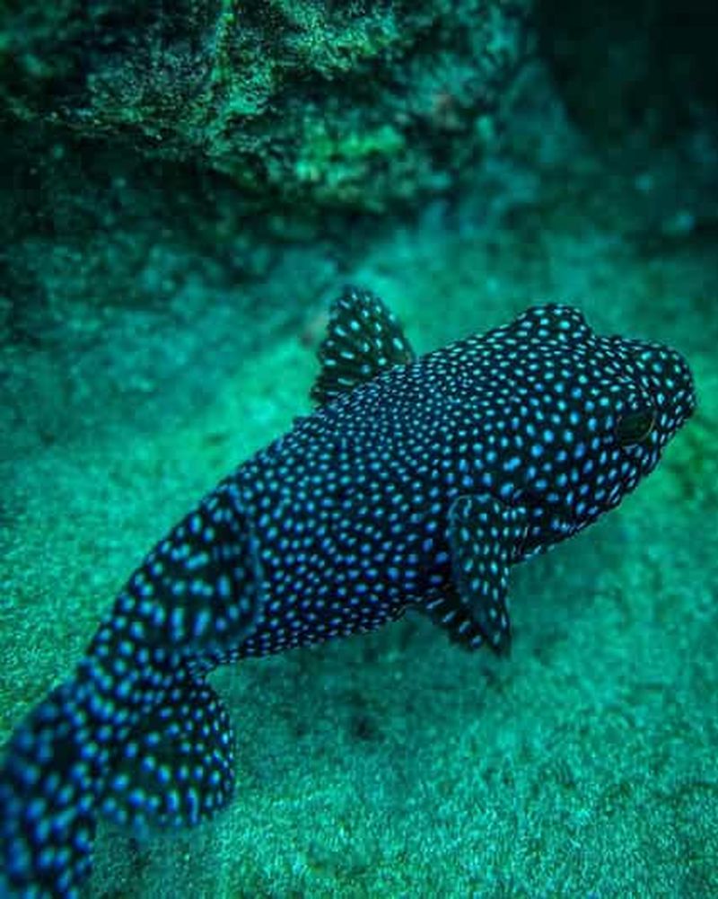 Billet Excursion de plongée en apnée sur l'île de Cano au départ d'Uvita