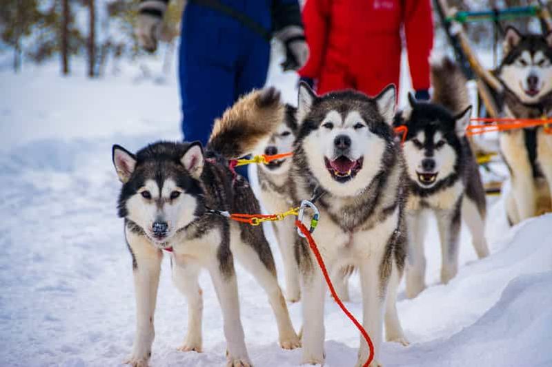 Billet Rovaniemi : safari en husky en petit groupe avec collations et boissons