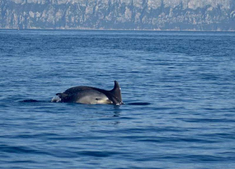 Billet Golfe d'Olbia : Observation de dauphins en bateau pneumatique