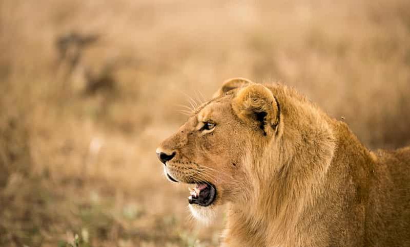 Billet Au départ de Zanzibar : safari d'une journée dans la réserve animalière de Selous avec vol