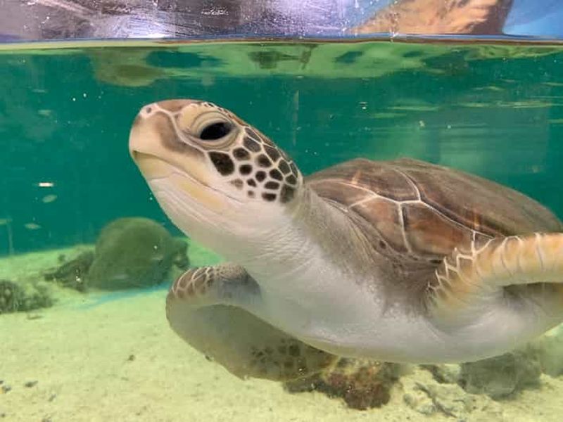 Billet Cairns : billet d'entrée à l'aquarium et visite de réhabilitation des tortues