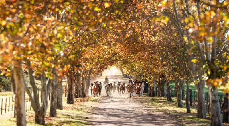 Billet Journée de polo - barbecue et dégustation de vin à Pompeya Polo - Ascochinga-Córdoba