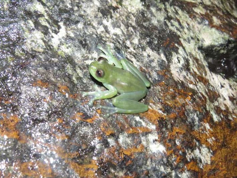 Billet Écorégion de Chocó, Équateur : herpétologie nocturne et randonnée matinale