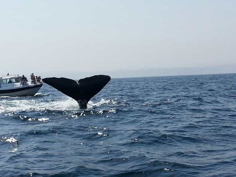 Billet Mascate : observation des dauphins et visite des villages