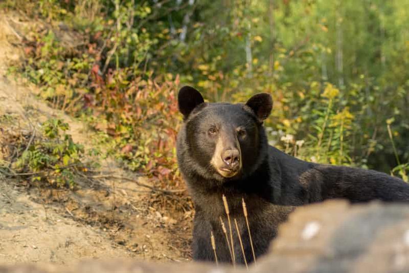 Billet Tadoussac/Charlevoix : excursion d'observation des baleines et des ours