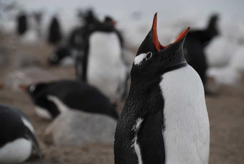 Billet Ushuaia : Navigation en catamaran vers l'île des pingouins