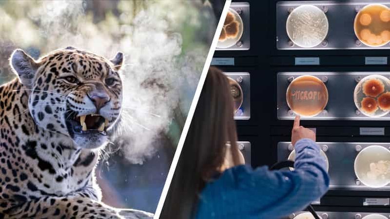 Billet Amsterdam : Artis Royal Zoo & ARTIS-Micropia billet combiné