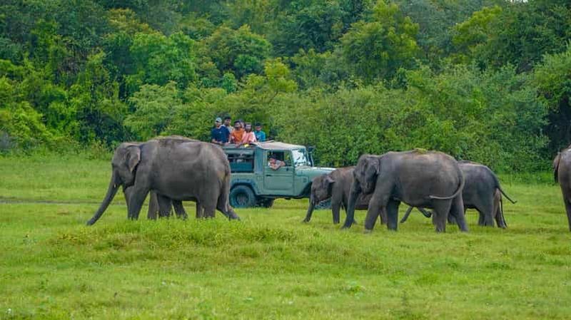 Billet Depuis Sigiriya : safari à dos d'éléphant dans le parc national de Minneriya