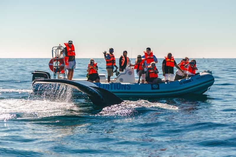 Billet Cabo San Lucas : Visite en petit groupe pour observer les baleines de près