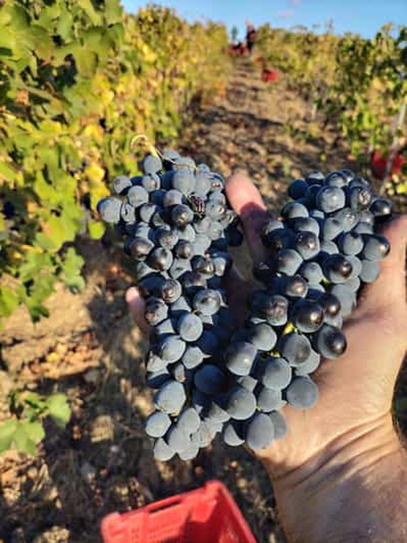 Billet Béziers : dégustation de vins écologiques à la cave Sarabande Wines Off-Grid Winery