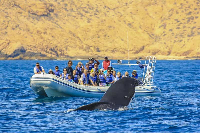Billet Cabo San Lucas : 2 heures d'observation des baleines