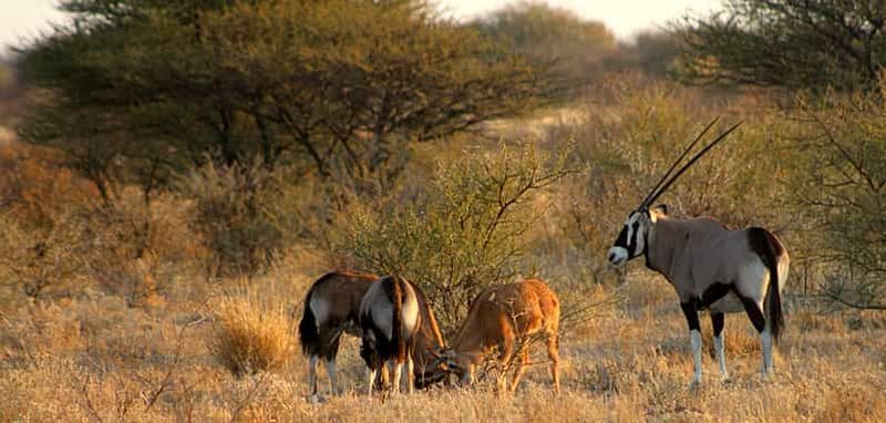 Billet Depuis Maun : safari de 3 jours dans la réserve de Central Kalahari