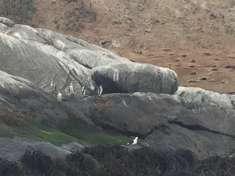 Billet Pingouins en bateau privé, Cachagua Zapallar, depuis Santiago