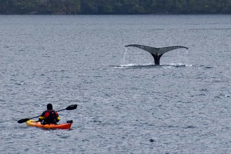 Billet Punta Arenas : Observation des baleines en kayak