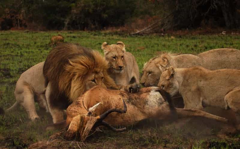 Billet Réserve privée Schotia Safaris : Port Elizabeth