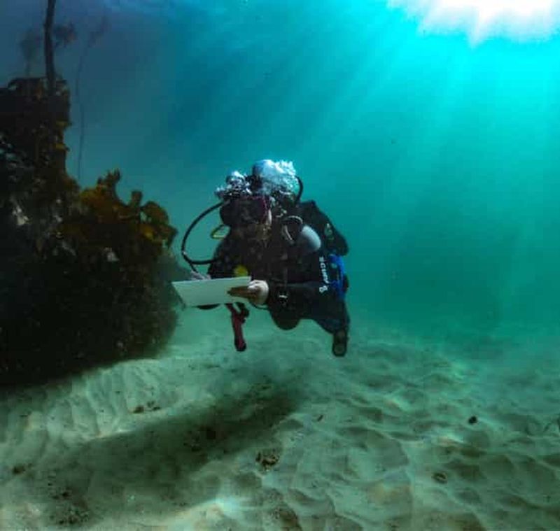 Billet Le Cap : plongée sous-marine à la recherche des requins
