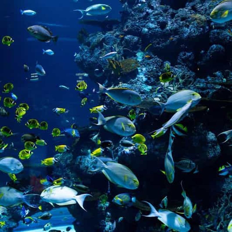 Billet Makarska : excursion privée de pêche avec un pêcheur local