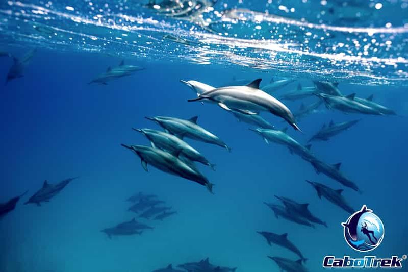 Billet Cabo Ocean SAFARI