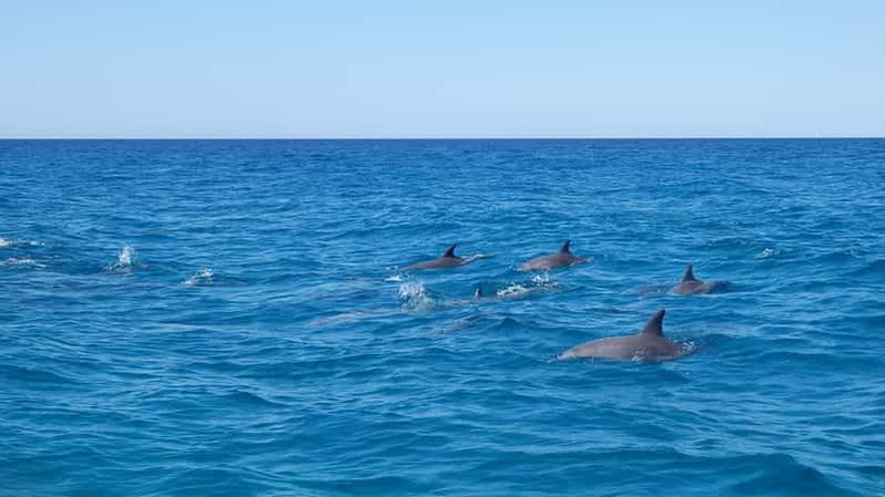 Billet Noosa : aventure océanique et observation des dauphins