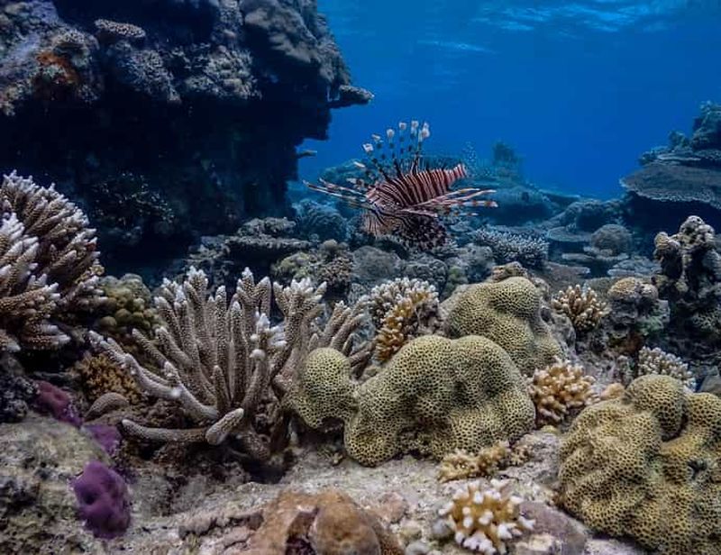 Billet Coron : expédition en apnée à Apo Reef et Busuanga