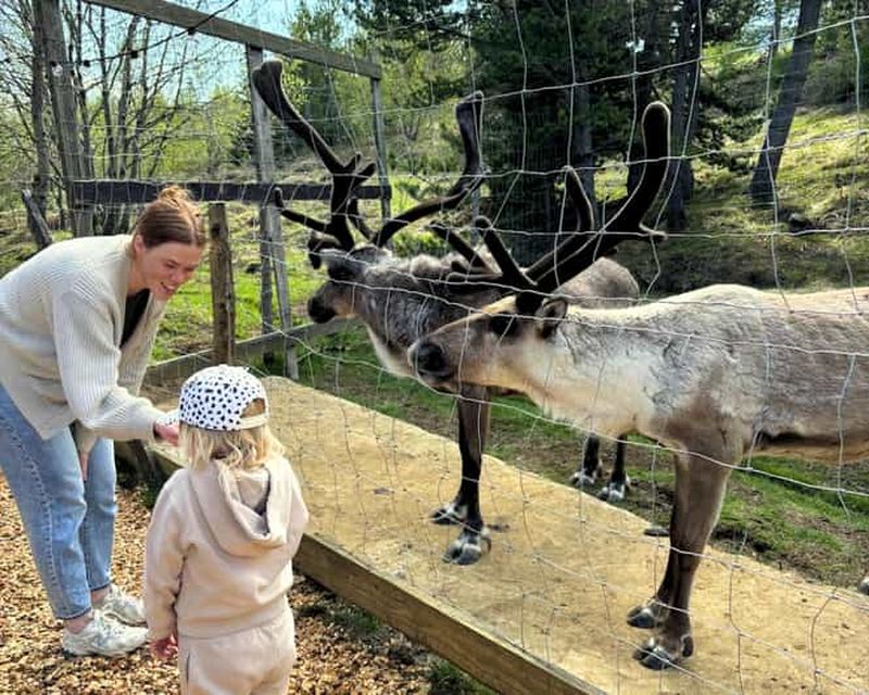 Billet Depuis le port de Seyðisfjörður : canyon de Stuðlagil et parc aux rennes