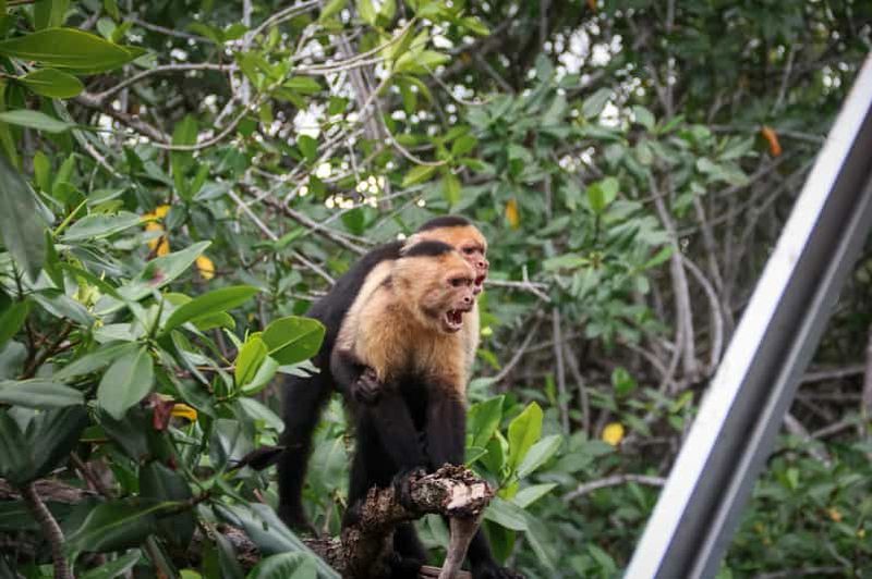Billet Tour en bateau de la mangrove de Manuel Antonio