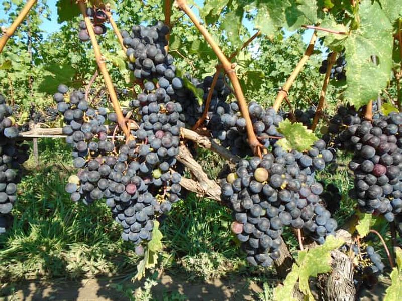 Billet Visite d'une journée personnalisable et privée des vignobles des chutes du Niagara, Canada