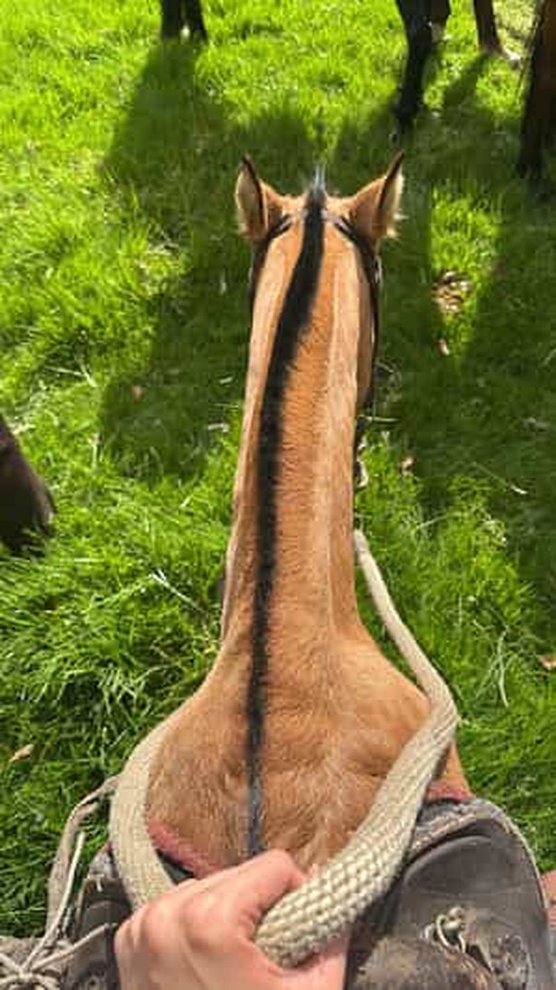 Billet Bogotá : Aventure à cheval dans les montagnes