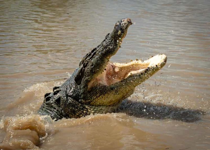 Billet Darwin : Croisières sur la rivière Adélaïde, expérience du crocodile sauteur