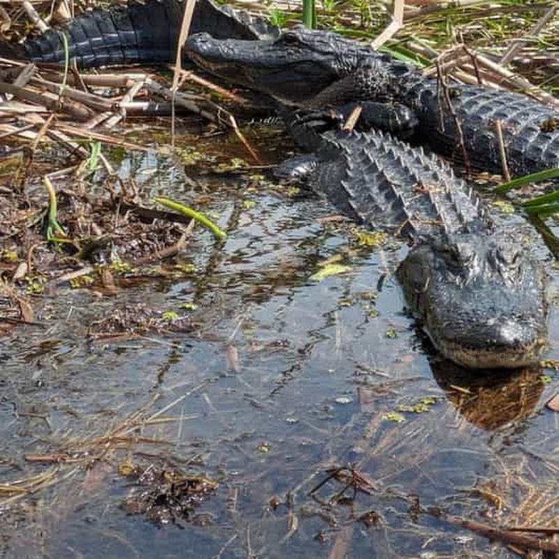 Billet Kissimmee : Excursion en canot pneumatique à la rencontre des alligators et de la faune des Everglades
