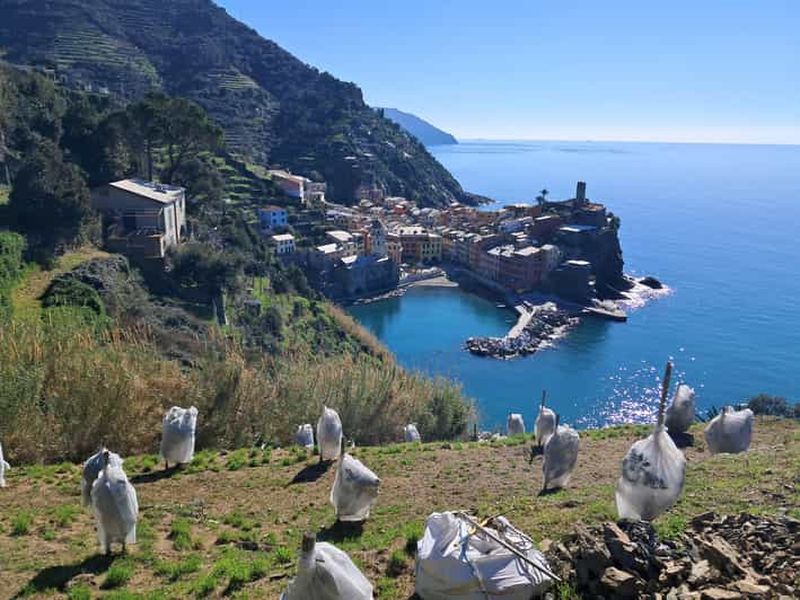 Billet Visite des citrons avec dégustation de Limoncino et de vin à Vernazza (Cinque Terre)