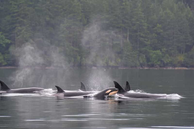 Billet Seattle : croisière d'une demi-journée pour l'observation de la faune et des baleines