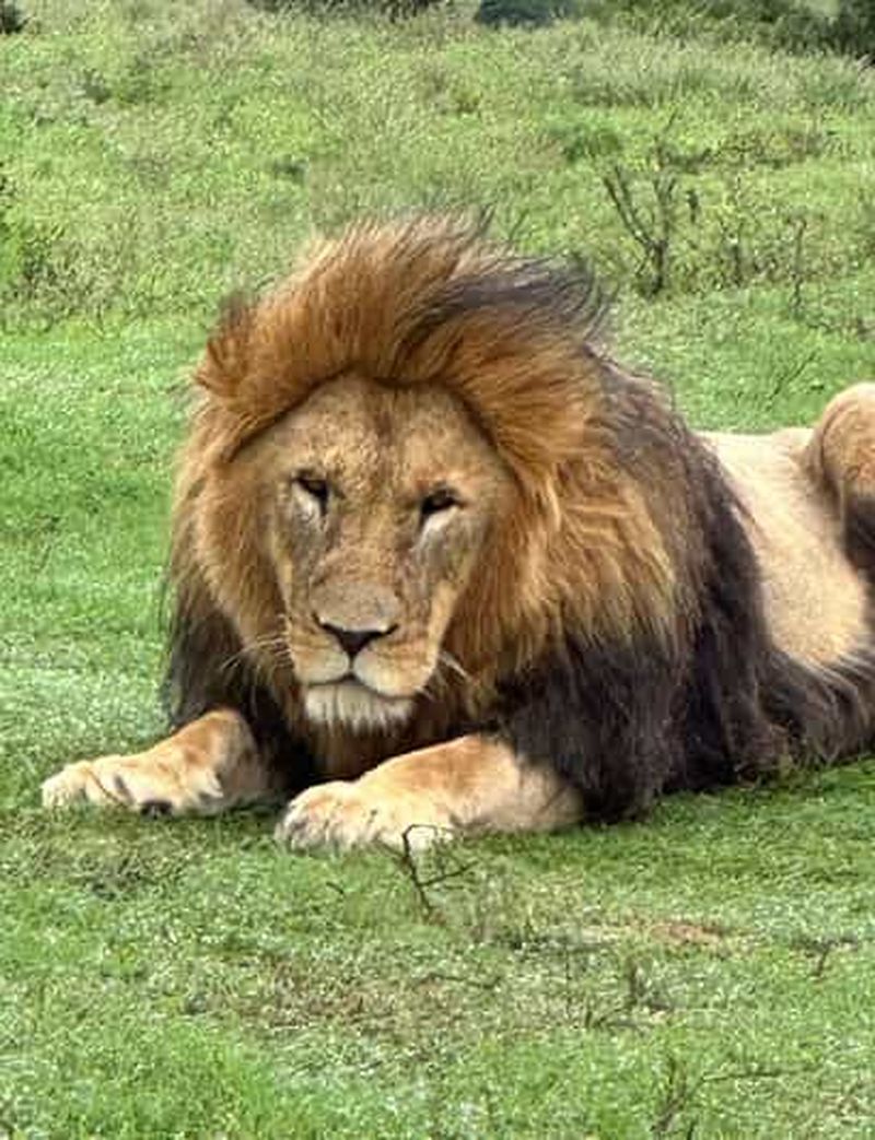 Billet Port Elizabeth : Safari dans la réserve de Schotia avec prise en charge à Port Elizabeth